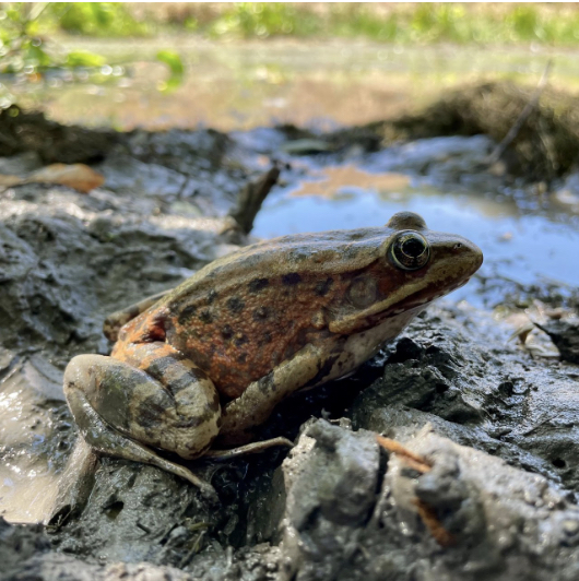 adult red-legged frog sitting at the edge of a pond